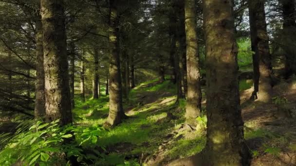 Sommarmorgon Skogen Magnifik Grön Tall Soligt Väder Magiska Sommar Skog — Stockvideo