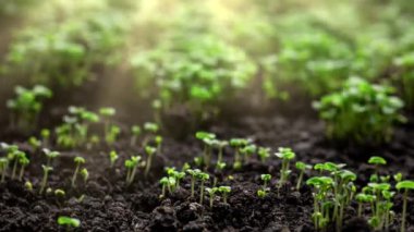 Timelapse 'de bitki yetiştirme, topraktaki tohumlardan filizlenme, bahar sezonunda çiftçilik ve bahçıvanlık. 8k çözünürlükte çekiliyor.