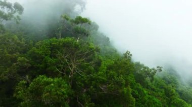 Yoğun sis sırasında dağdaki Evergreen Deciduous Ormanı, Portekiz 'in Madeira şehrinde yağmurlu hava sırasında dağlardan bulutlar indi. Yüksek kalite 4k görüntü
