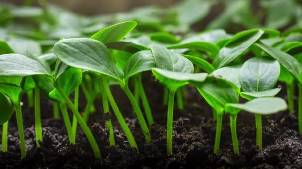 Wzrost Roślin Timelapse Kiełkuje Nasion Ziemi Rolnictwo Ogrodnictwo Sezonie Wiosennym — Wideo stockowe