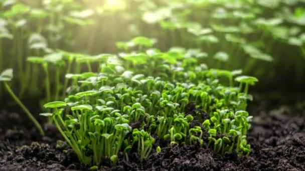 Pflanzenwachstum Zeitraffer Keimung Von Sprossen Aus Samen Boden Landwirtschaft Und — Stockvideo