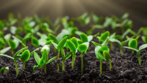 Зростання Рослин Тімелапсі Проростання Паростків Насіння Грунті Сільське Господарство Садівництво — стокове відео