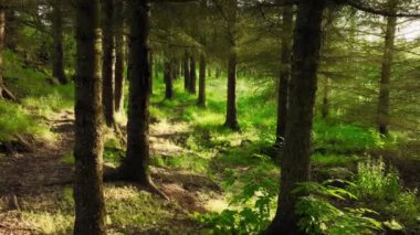 Ormanda bir yaz sabahı. Güneşli havada muhteşem yeşil çam ağacı. Büyülü yaz ormanı insansız hava aracı görüntüleri. Yüksek kalite 4k görüntü