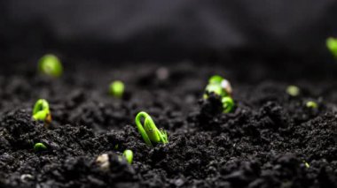 Timelapse 'de bitki yetiştirme, topraktaki tohumlardan filizlenme, bahar sezonunda çiftçilik ve bahçıvanlık. 8k çözünürlükte çekiliyor.