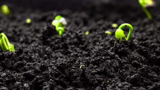 Plant Growth Timelapse Sprouts Germination Seeds Ground Farming Gardening Spring — Stock Video