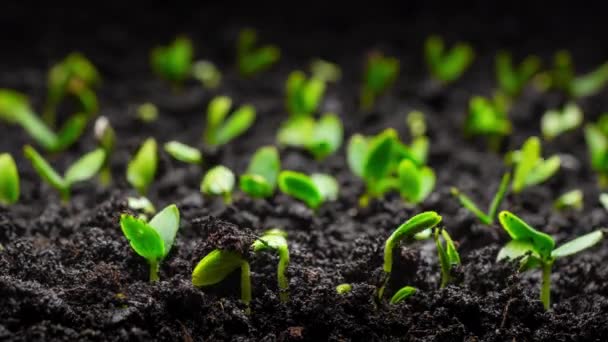 Wzrost Roślin Timelapse Kiełkuje Nasion Ziemi Rolnictwo Ogrodnictwo Sezonie Wiosennym — Wideo stockowe
