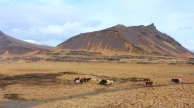 İzlanda kırsalının manzarası. Sonbaharda sarı çimenli dağlar. Dağda bulutlu mavi gökyüzü. Kırsal hava manzarası. Yüksek kalite 4k görüntü
