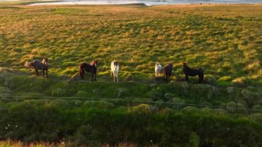 İzlanda 'da büyük bir at sürüsü. Yaz mevsiminde dağ çayırında. Ekolojik olarak temiz bir çevrede kırsal hayvanlar. 4k.