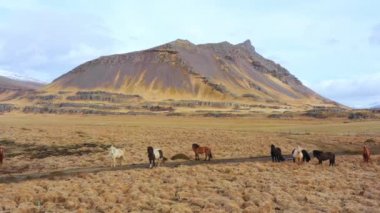 İzlanda kırsalının manzarası. Sonbaharda sarı çimenli dağlar. Dağda bulutlu mavi gökyüzü. Kırsal hava manzarası. Yüksek kalite 4k görüntü