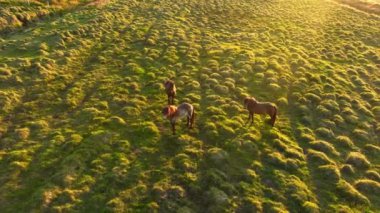 İzlanda 'da büyük bir at sürüsü. Yaz mevsiminde dağ çayırında. Ekolojik olarak temiz bir çevrede kırsal hayvanlar. 4k.