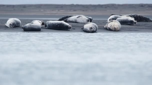多くの毛皮シールはアイスランドのアトランティックビーチにあります 国立公園に住んでいるライオンズ 海の動物は黒い火山の砂でビーチでリラックスします ネイチャー — ストック動画