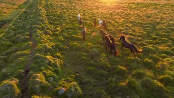 Большое Стадо Лошадей Исландии Горный Луг Летом Сельские Животные Экологически — стоковое видео