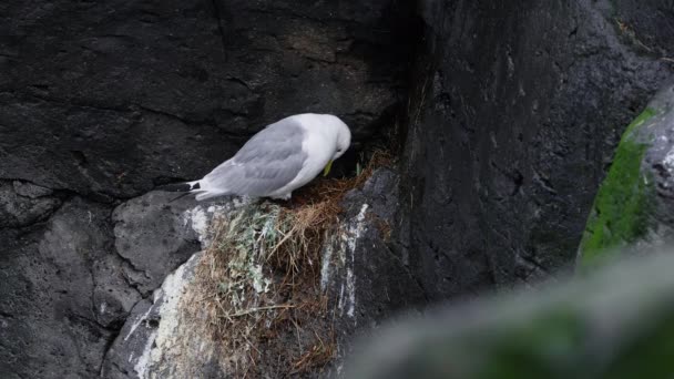 Seagulls Sit Nest Rocky Cliff Ocean Wildlife Iceland Sea Birds — Stock Video