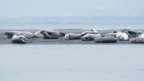 许多毛皮海豹躺在冰岛的大西洋海滩上 住在国家公园里的海狮 海洋动物在海滩上用黑色火山灰放松 — 图库视频影像