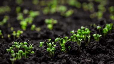 Taze Yeşil Bitkiler Zamansal Hızla Büyür, Tohumlar Toprakta filizlenir, Baharda Güzel Tarım. Çekim 8k Çözünürlükte.