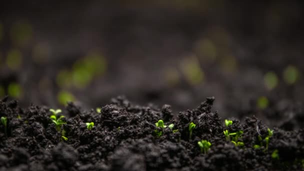 新鲜的绿色植物在时间流逝中生长 从土壤中的种子中发芽 春天美丽的农业 以8K解像度射击 — 图库视频影像