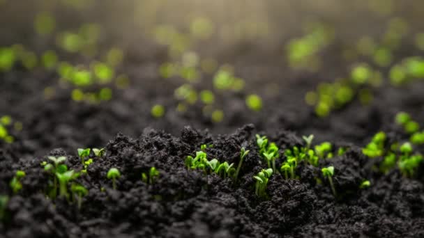 Verse Groene Planten Groei Tijd Vervallen Sprouts Kieming Uit Zaden — Stockvideo