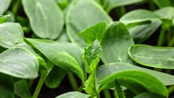 Fresh Green Plants Growth Time Lapse Germinação Brotos Sementes Solo — Vídeo de Stock