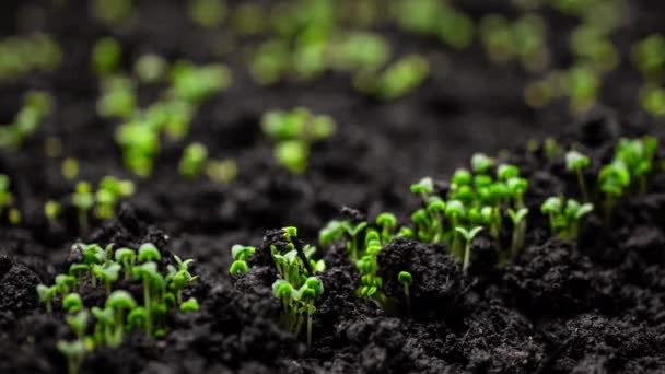 Frische Grüne Pflanzen Wachsen Zeitraffer Sprossen Keimen Aus Samen Boden — Stockvideo