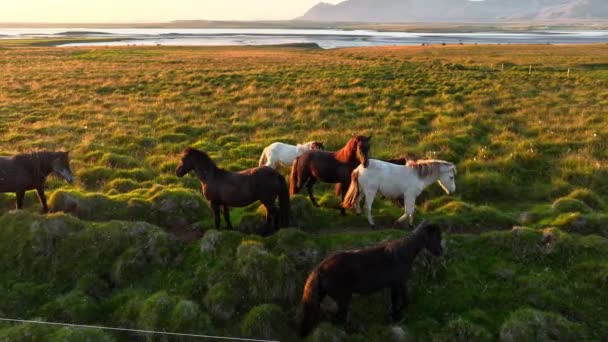 Большое Стадо Лошадей Исландии Горный Луг Летом Сельские Животные Экологически — стоковое видео