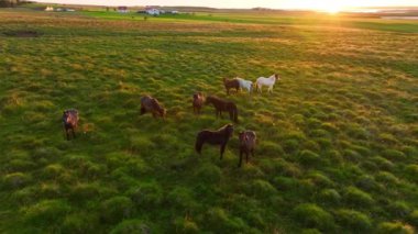 İzlanda 'da büyük bir at sürüsü. Yaz mevsiminde dağ çayırında. Ekolojik olarak temiz bir çevrede kırsal hayvanlar. 4k.