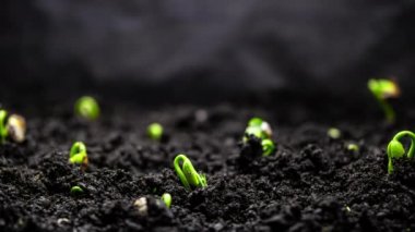 Timelapse 'de bitki yetiştirme, topraktaki tohumlardan filizlenme, bahar sezonunda çiftçilik ve bahçıvanlık. 8k çözünürlükte çekiliyor.