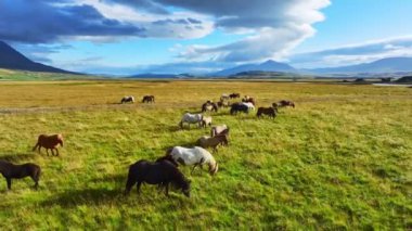 İzlanda 'da büyük bir at sürüsü. Yaz mevsiminde dağ çayırında. Ekolojik olarak temiz bir çevrede kırsal hayvanlar. 4k.
