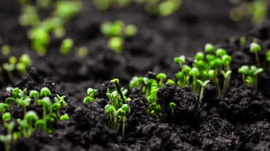 Timelapse 'de bitki yetiştirme, topraktaki tohumlardan filizlenme, bahar sezonunda çiftçilik ve bahçıvanlık. 8k çözünürlükte çekiliyor.