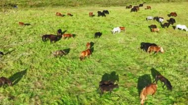 İzlanda 'da büyük bir at sürüsü. Yaz mevsiminde dağ çayırında. Ekolojik olarak temiz bir çevrede kırsal hayvanlar. 4k.