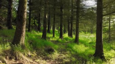 Ormanda bir yaz sabahı. Güneşli havada muhteşem yeşil çam ağacı. Büyülü yaz ormanı insansız hava aracı görüntüleri. Yüksek kalite 4k görüntü