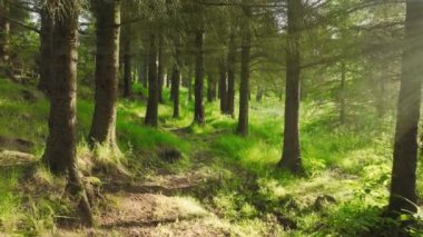 Ormanda bir yaz sabahı. Güneşli havada muhteşem yeşil çam ağacı. Büyülü yaz ormanı insansız hava aracı görüntüleri. Yüksek kalite 4k görüntü