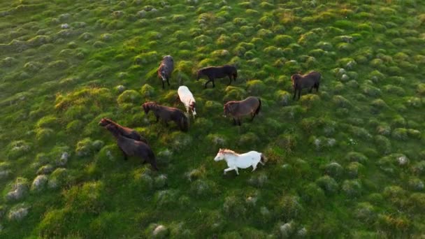 Μεγάλο Κοπάδι Άλογα Στην Ισλανδία Λιβάδι Στο Βουνό Καλοκαίρι Αγροτικά — Αρχείο Βίντεο