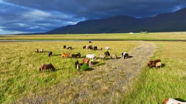 Gran Manada Caballos Islandia Pradera Montaña Verano Animales Rurales Ambiente — Vídeo de stock