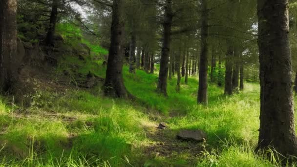 Zomerochtend Het Bos Prachtige Groene Dennenboom Bij Zonnig Weer Magische — Stockvideo