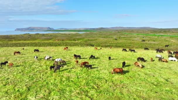 アイスランドの馬の大規模な群れ 夏の山の牧草地 生態学的にきれいな環境の農村部の動物 — ストック動画