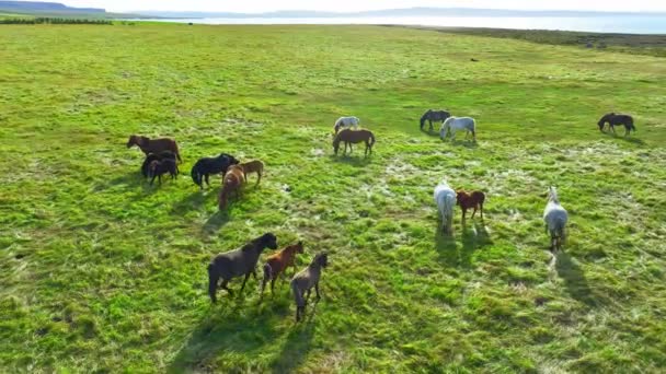 Duże Stado Koni Islandii Górska Łąka Latem Zwierzęta Wiejskie Ekologicznie — Wideo stockowe