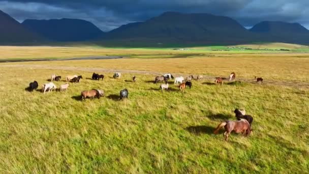 Grote Kudde Paarden Ijsland Bergweide Zomer Plattelandsdieren Een Ecologisch Schone — Stockvideo