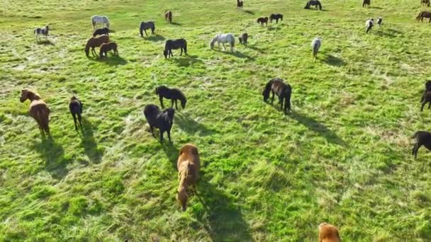 Una Grande Mandria Cavalli Islanda Prato Montagna Estate Animali Rurali — Video Stock