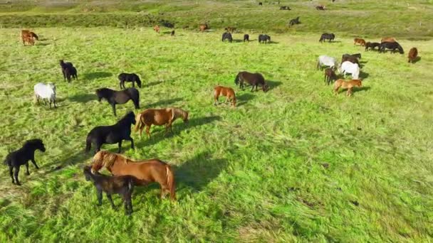 Duże Stado Koni Islandii Górska Łąka Latem Zwierzęta Wiejskie Ekologicznie — Wideo stockowe