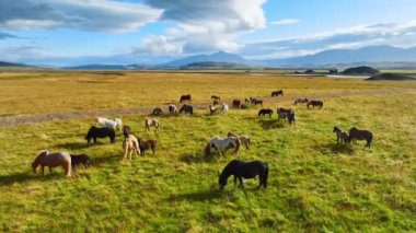 İzlanda 'da büyük bir at sürüsü. Yaz mevsiminde dağ çayırında. Ekolojik olarak temiz bir çevrede kırsal hayvanlar. 4k.