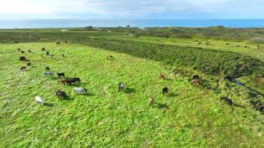 İzlanda 'da büyük bir at sürüsü. Yaz mevsiminde dağ çayırında. Ekolojik olarak temiz bir çevrede kırsal hayvanlar. 4k.