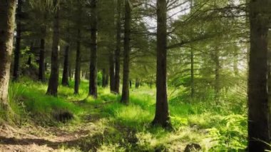 Güneşin doğuşunda en büyülü yaz acıları, güneş ışınları ağaçların yoğun taçlarını, eski güzel büyülü ormanları delip geçer. Yüksek kalite 4k görüntü