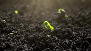 Timelapse 'de bitki yetiştirme, topraktaki tohumlardan filizlenme, bahar sezonunda çiftçilik ve bahçıvanlık. 8k çözünürlükte çekiliyor.