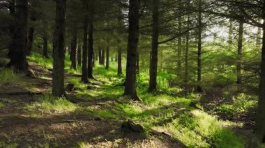 Güneşin doğuşunda en büyülü yaz acıları, güneş ışınları ağaçların yoğun taçlarını, eski güzel büyülü ormanları delip geçer. Yüksek kalite 4k görüntü