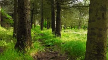 Güneşin doğuşunda en büyülü yaz acıları, güneş ışınları ağaçların yoğun taçlarını, eski güzel büyülü ormanları delip geçer. Yüksek kalite 4k görüntü