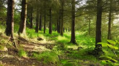 Güneşin doğuşunda en büyülü yaz acıları, güneş ışınları ağaçların yoğun taçlarını, eski güzel büyülü ormanları delip geçer. Yüksek kalite 4k görüntü