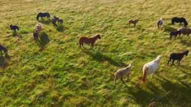 İzlanda 'nın uçsuz bucaksız çayırlarında at sürüsü otluyor. Saf kuzey doğası. Doğal Hayvan Çiftliği, Çiftlik hayvanları. İzlanda 'nın Vahşi Atı. 4k.