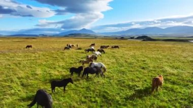 İzlanda 'nın uçsuz bucaksız çayırlarında at sürüsü otluyor. Saf kuzey doğası. Doğal Hayvan Çiftliği, Çiftlik hayvanları. İzlanda 'nın Vahşi Atı. 4k.