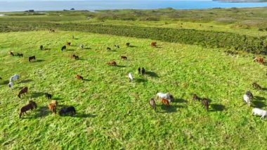İzlanda 'nın uçsuz bucaksız çayırlarında at sürüsü otluyor. Saf kuzey doğası. Doğal Hayvan Çiftliği, Çiftlik hayvanları. İzlanda 'nın Vahşi Atı. 4k.
