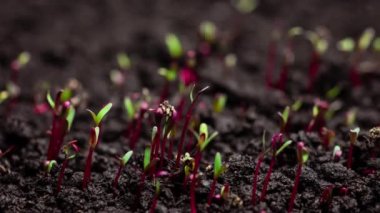 Timelapse 'de bitki yetiştirme, topraktaki tohumlardan filizlenme, bahar sezonunda çiftçilik ve bahçıvanlık. 8k çözünürlükte çekiliyor.